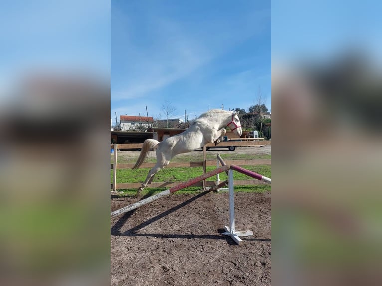 Lusitano Gelding 15 years 15,2 hh Cremello in Amarante