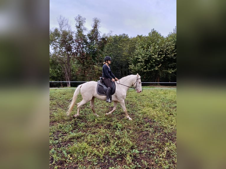 Lusitano Gelding 15 years 15,2 hh Cremello in Amarante