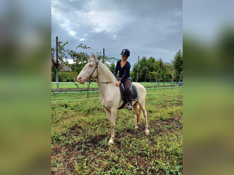 Lusitano Gelding 15 years 15,2 hh Cremello in Amarante