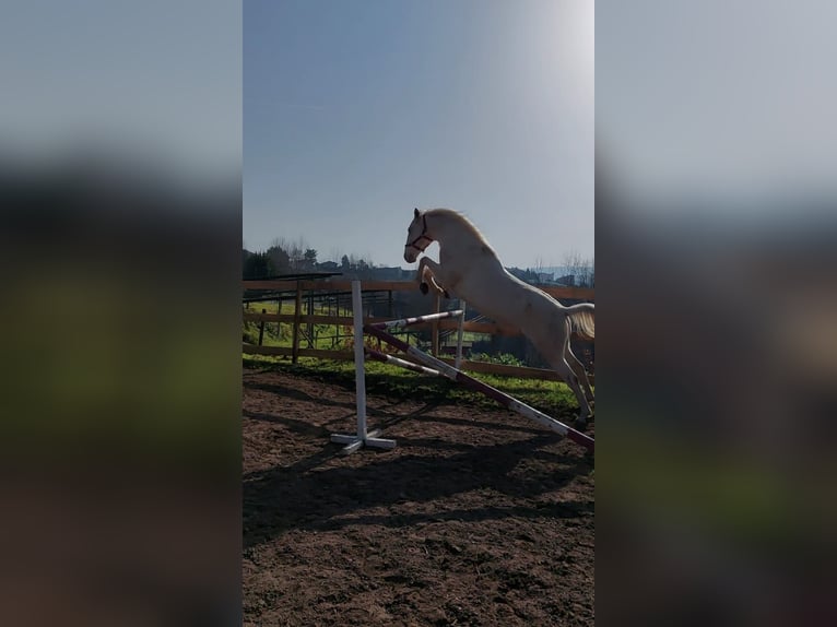 Lusitano Gelding 15 years 15,2 hh Cremello in Amarante