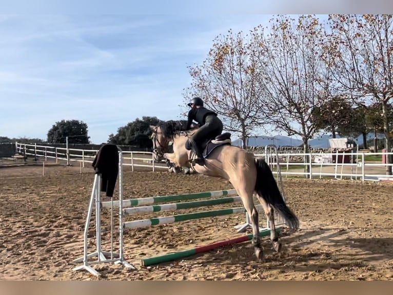 Lusitano Mix Gelding 15 years 16,1 hh Bay in Madrid