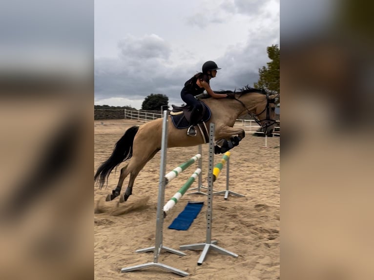 Lusitano Mix Gelding 15 years 16,1 hh Bay in Madrid