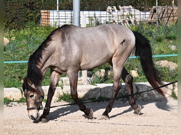 Lusitano Mix Gelding 15 years 16,2 hh Dun in Mallorca