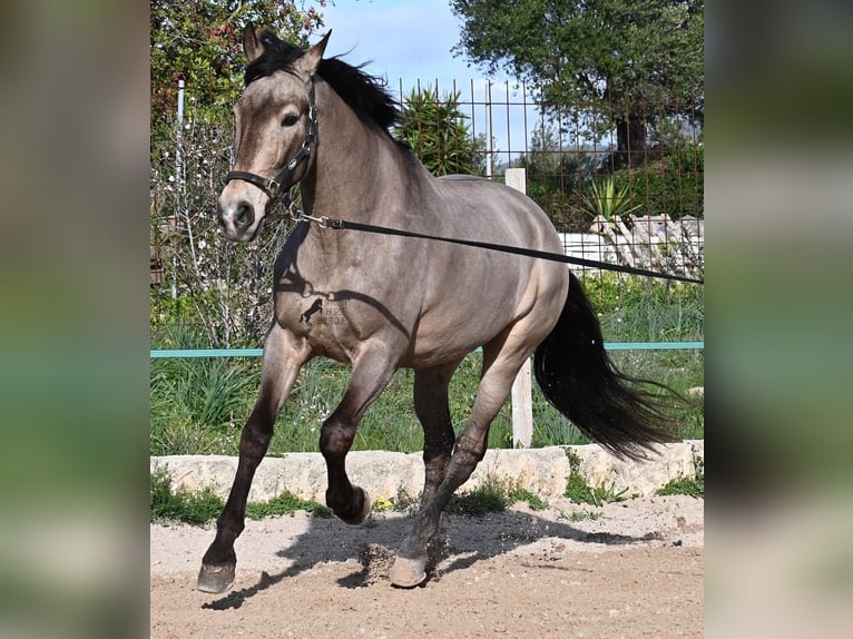 Lusitano Mix Gelding 15 years 16,2 hh Dun in Mallorca