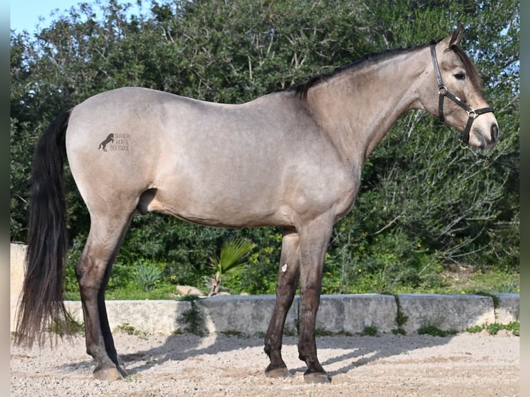 Lusitano Mix Gelding 15 years 16,2 hh Dun in Mallorca