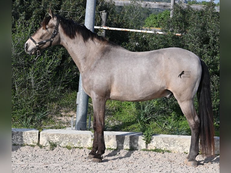 Lusitano Mix Gelding 15 years 16,2 hh Dun in Mallorca