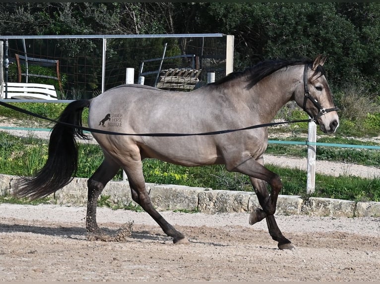 Lusitano Mix Gelding 15 years 16,2 hh Dun in Mallorca