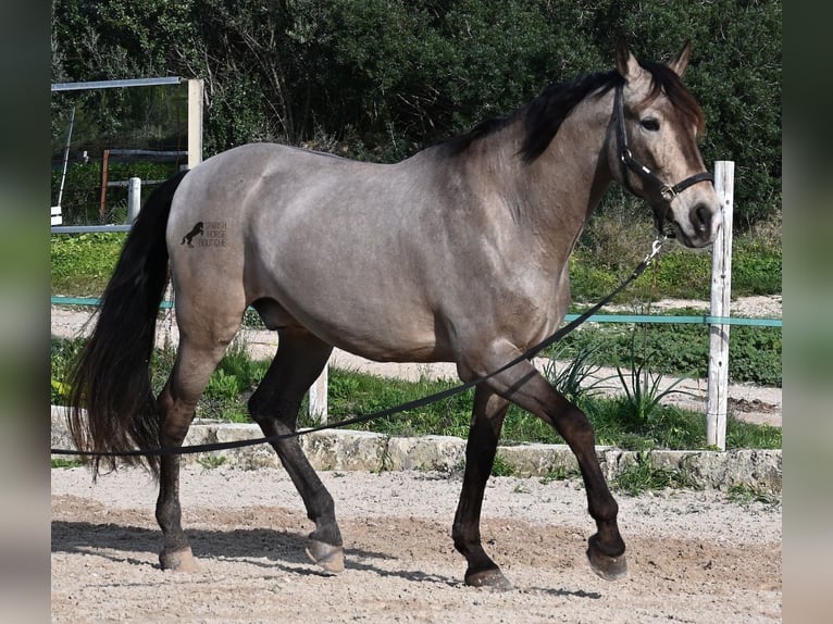 Lusitano Mix Gelding 15 years 16,2 hh Dun in Mallorca