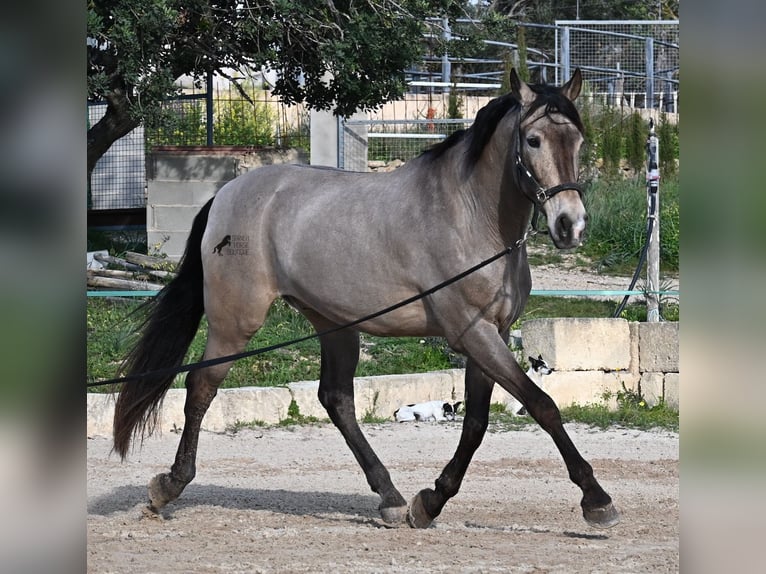 Lusitano Mix Gelding 15 years 16,2 hh Dun in Mallorca