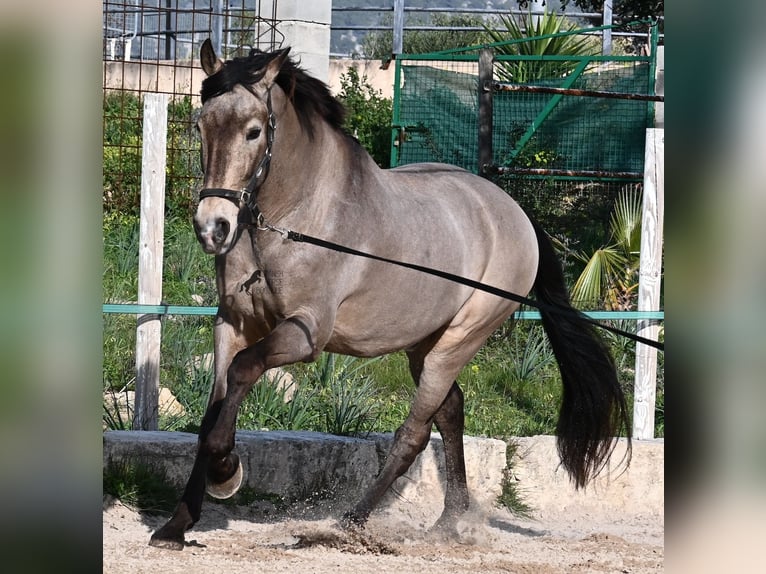 Lusitano Mix Gelding 15 years 16,2 hh Dun in Mallorca