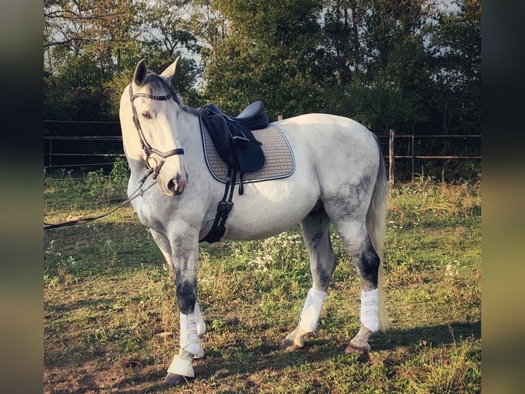 Lusitano Gelding 15 years 16 hh Gray in Greinerschlag