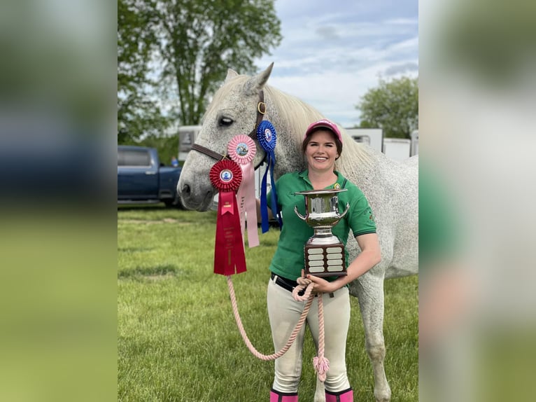 Lusitano Gelding 15 years 16 hh Grey in South Lyon, Michigan