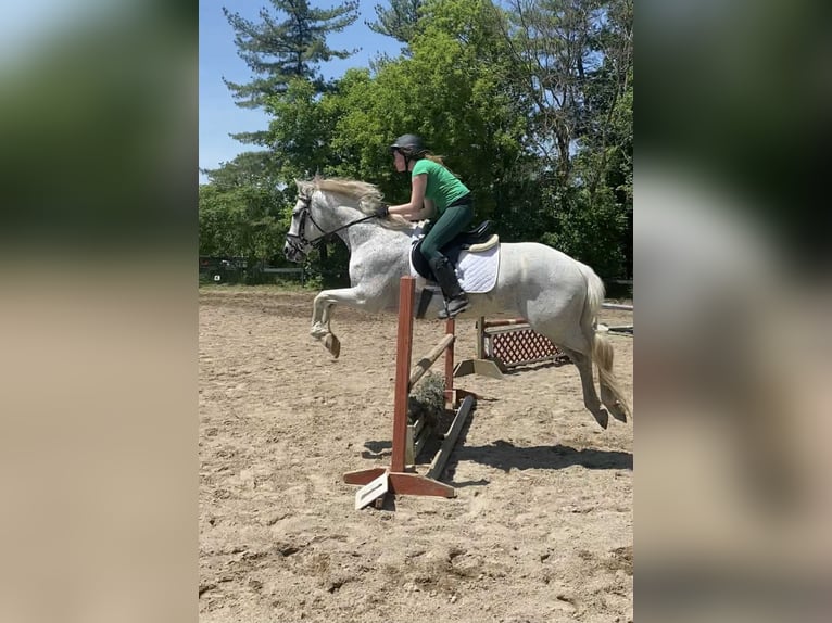 Lusitano Gelding 15 years 16 hh Grey in South Lyon, Michigan