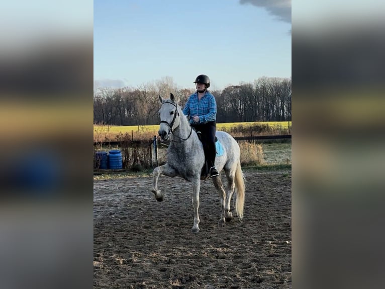 Lusitano Gelding 15 years 16 hh Grey in South Lyon, Michigan