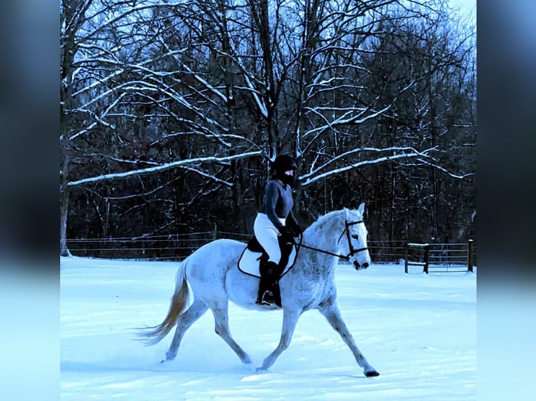 Lusitano Gelding 15 years 16 hh Grey in South Lyon, Michigan