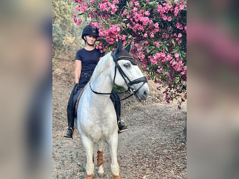 Lusitano Gelding 15 years 16 hh White in Malaga