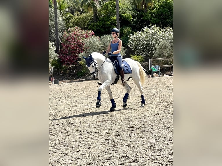 Lusitano Gelding 15 years 16 hh White in Malaga
