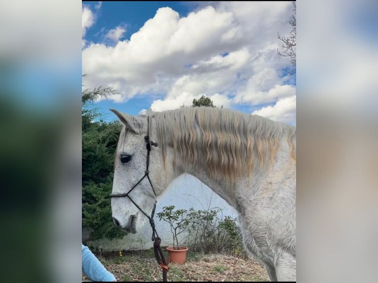 Lusitano Gelding 16 years 14.1 hh Grey-Fleabitten in Bad Münstereifel