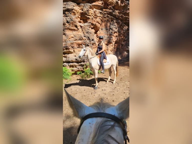 Lusitano Gelding 16 years 14,1 hh Grey-Fleabitten in Bad Münstereifel