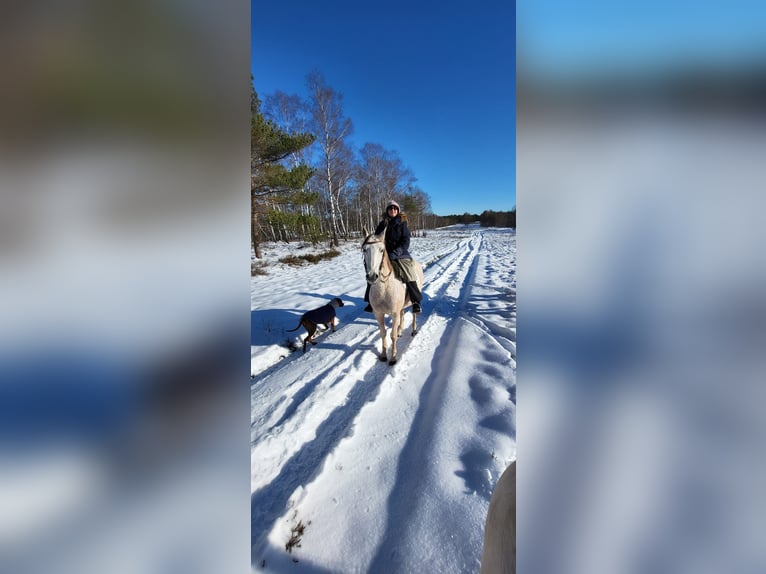 Lusitano Gelding 16 years 14,1 hh Grey-Fleabitten in Bad Münstereifel