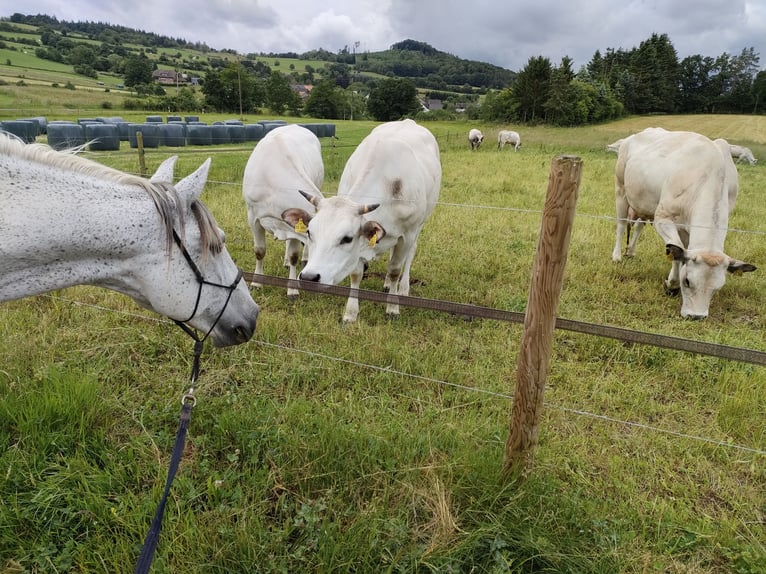Lusitano Gelding 16 years 14,1 hh Grey-Fleabitten in Bad Münstereifel
