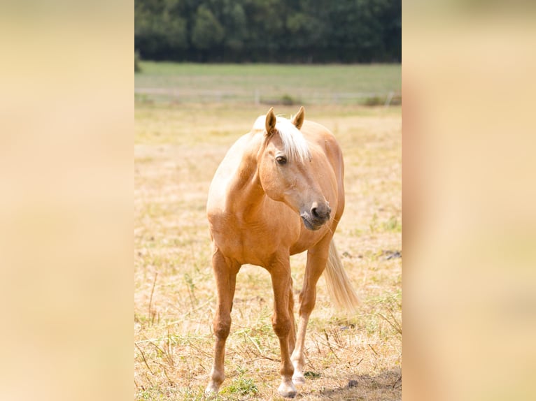 Lusitano Gelding 16 years 15,2 hh Palomino in Brains
