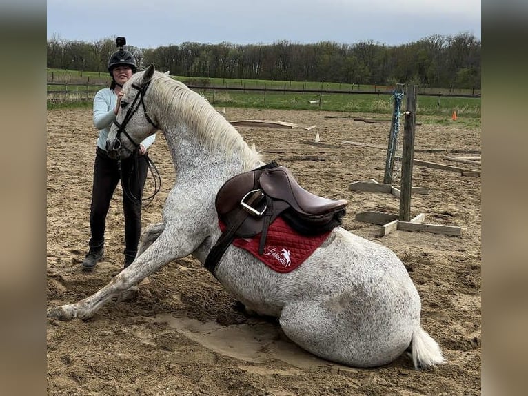 Lusitano Gelding 16 years 16 hh Grey in South Lyon, Michigan