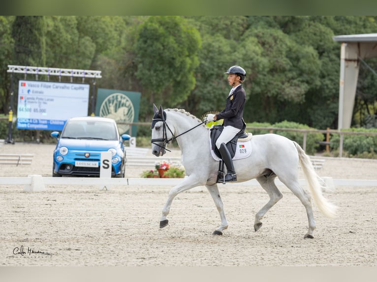 Lusitano, Gelding, 17 years, 15.1 hh, Grey