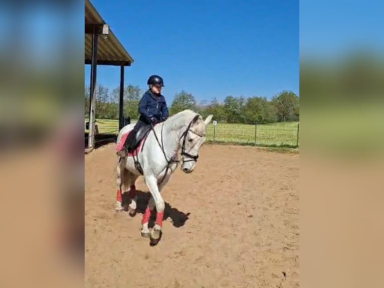 Lusitano Gelding 17 years 16.1 hh Grey in Ostbevern