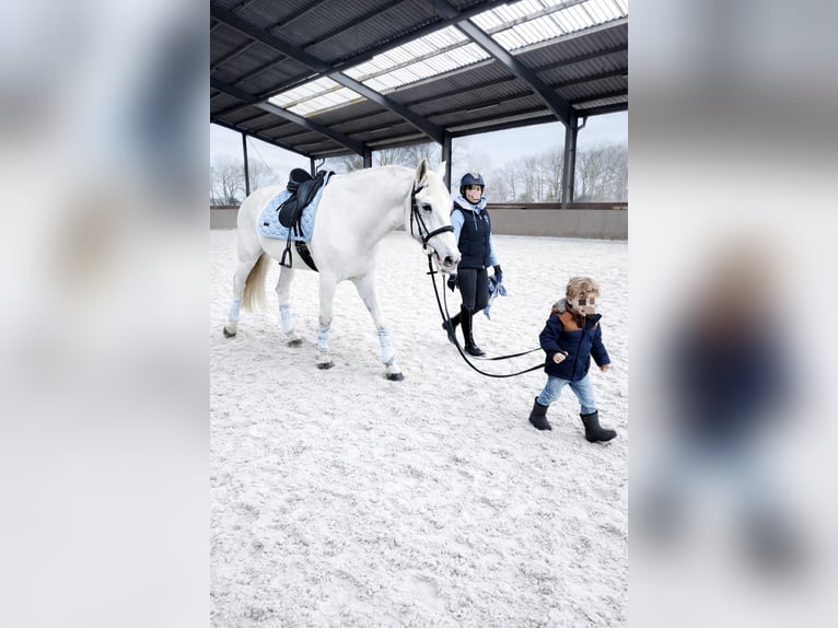 Lusitano Gelding 17 years 16,1 hh Grey in Ostbevern