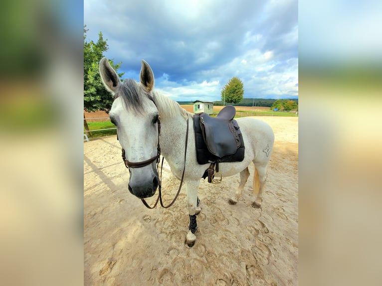 Lusitano Gelding 19 years 15,1 hh Grey in Ebern