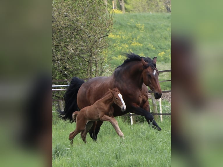 Lusitano Gelding 2 years 16,1 hh Chestnut-Red in NeerlooN