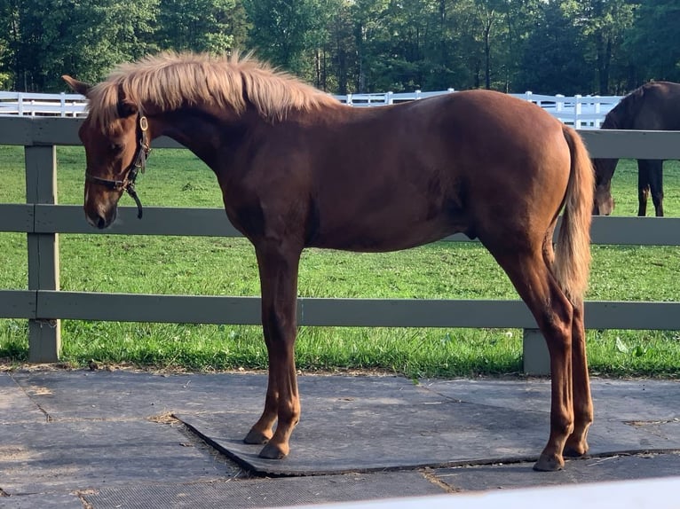 Lusitano Gelding 2 years Chestnut in Stockton, NJ