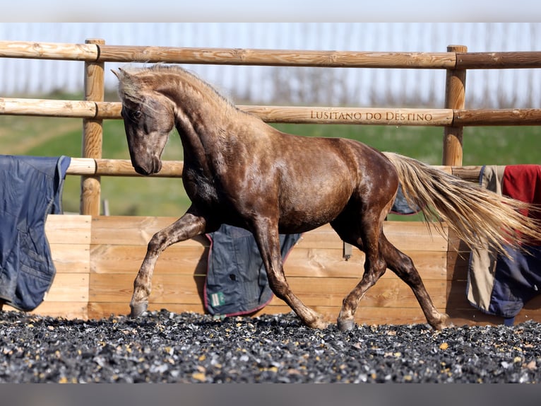 Lusitano Mix Gelding 3 years 14.1 hh Palomino in Générac