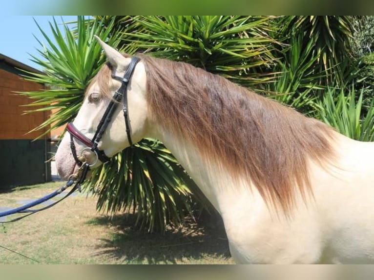 Lusitano Mix Gelding 3 years 14,2 hh Cremello in Pedret i Marzá Cataluña