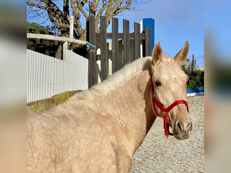 Lusitano Gelding 3 years 15,1 hh Brown in Ericeira