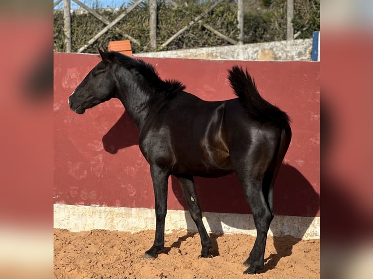 Lusitano Gelding 3 years 15,1 hh Brown in Ericeira