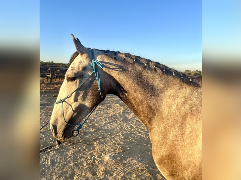 Lusitano Gelding 3 years 15,1 hh Gray in Almonte