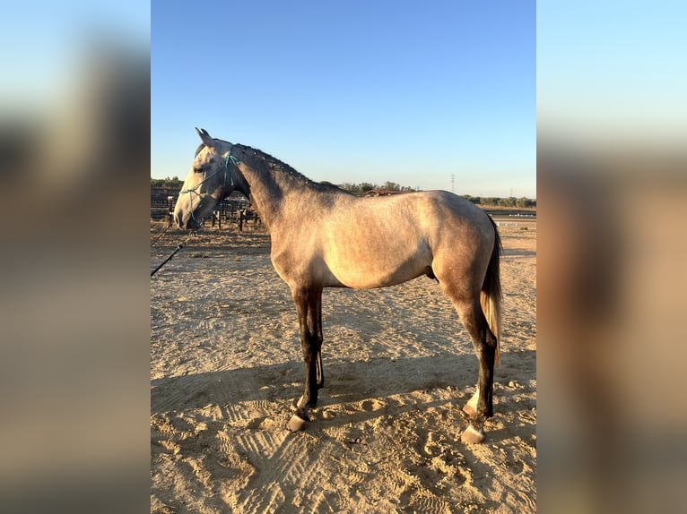 Lusitano Gelding 3 years 15,1 hh Gray in Almonte