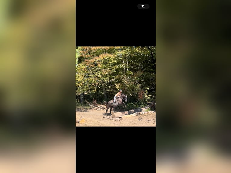Lusitano Gelding 3 years 15.2 hh Grey in Monestier