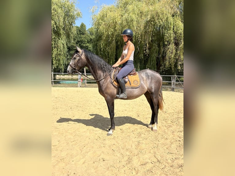 Lusitano Gelding 3 years 15.2 hh Grey in Monestier