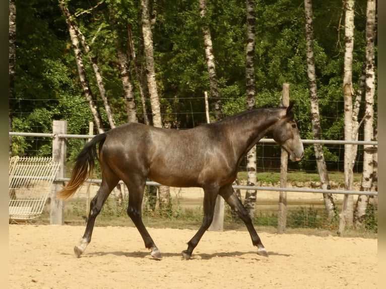 Lusitano Gelding 3 years 15.2 hh Grey in Monestier