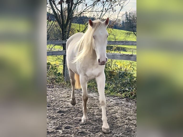 Lusitano Gelding 3 years 15 hh Cremello in Riedering
