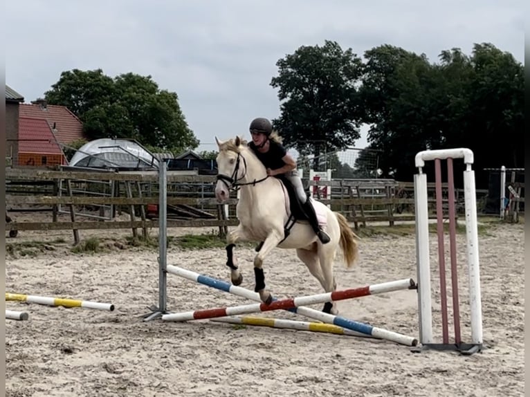 Lusitano Gelding 3 years 15 hh Perlino in Barneveld