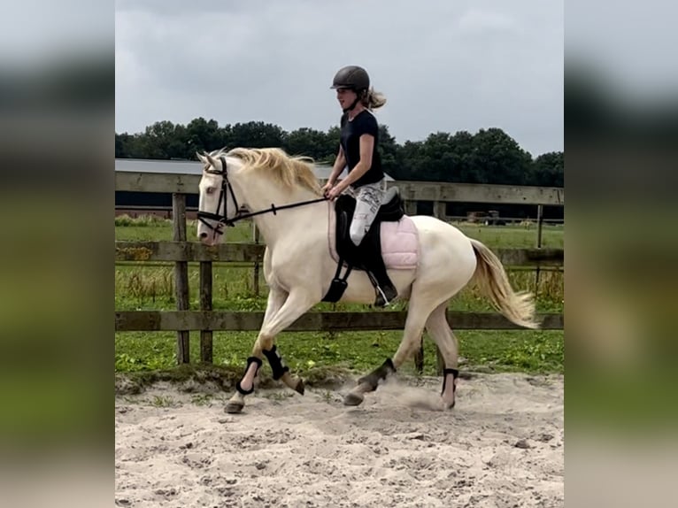 Lusitano Gelding 3 years 15 hh Perlino in Barneveld