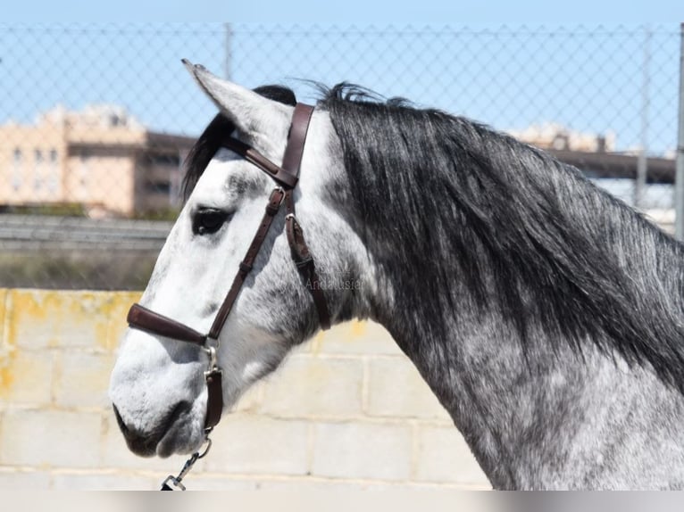 Lusitano Gelding 3 years 15,2 hh Grey in Provinz Granada