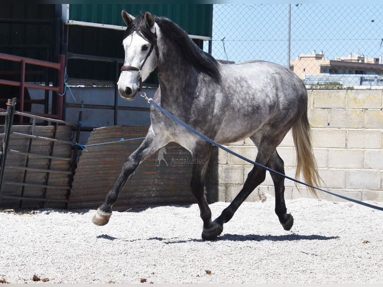 Lusitano Gelding 3 years 15,2 hh Grey in Provinz Granada