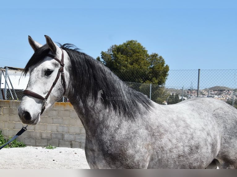 Lusitano Gelding 3 years 15,2 hh Grey in Provinz Granada
