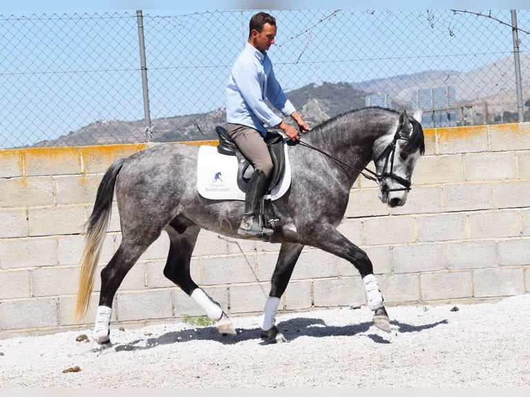 Lusitano Gelding 3 years 15,2 hh Grey in Provinz Granada