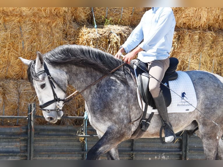 Lusitano Gelding 3 years 15,2 hh Grey in Provinz Granada